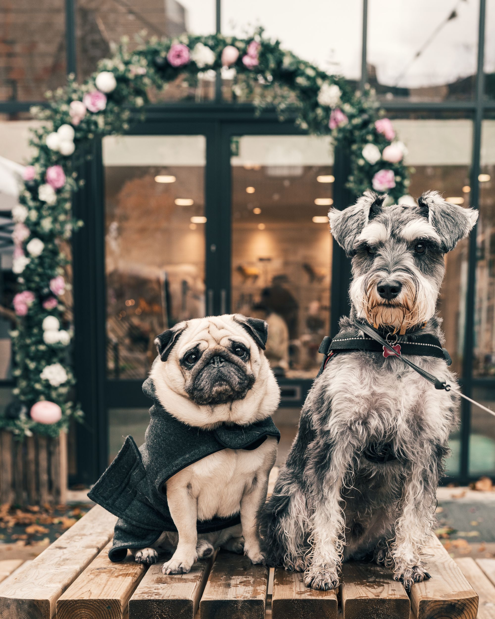 Bride and Groom Dogs Photo by Sebastian Coman Travel from Pexels